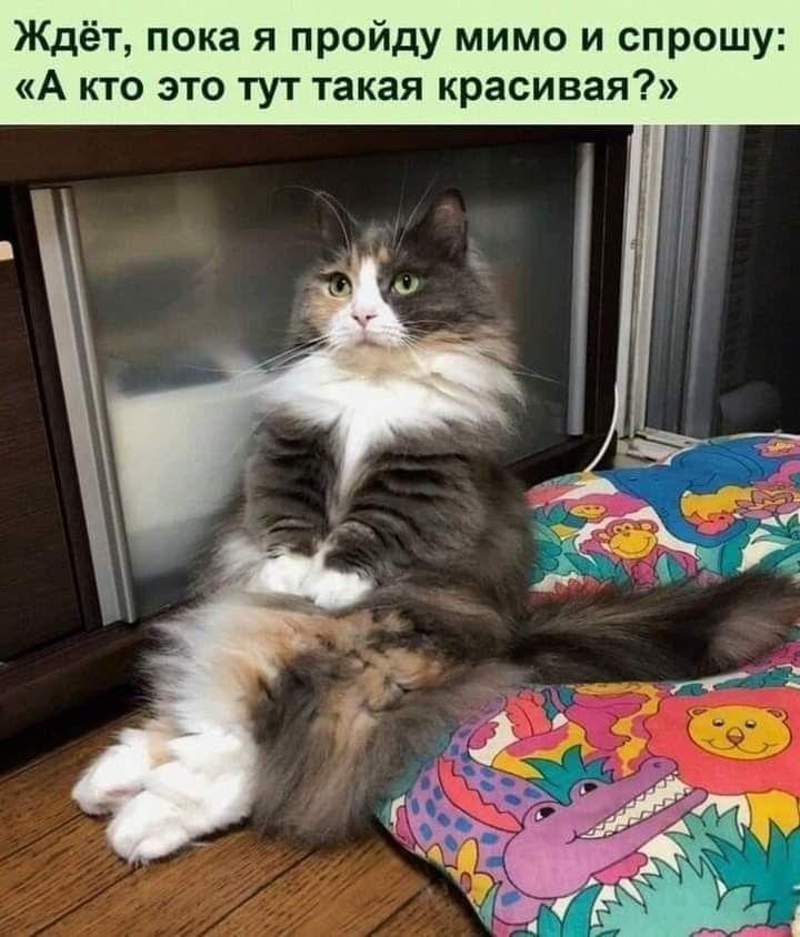 Коты и юмор :-) Здравствуйте, уважаемые, Приятного, времени, суток