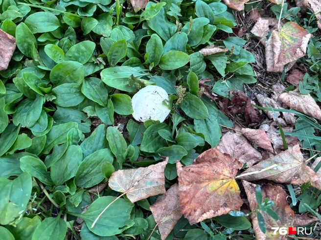 Белые шляпки ярко выделяются на зеленой траве | Источник: читательница 76.RU