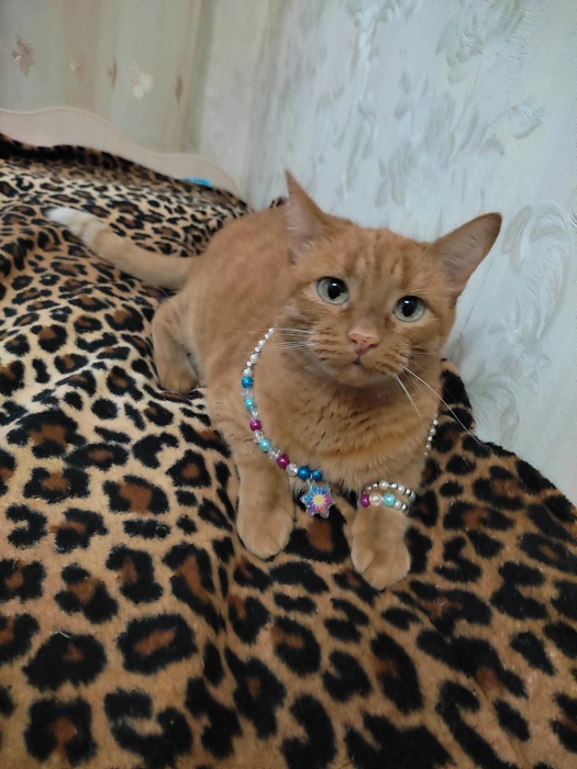 Какая стильная красотка! | Источник: читатель 72.RU