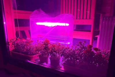 Екатеринбуржцы делятся урожаем с подоконников