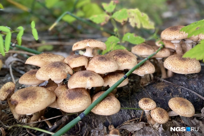Опята всегда растут группами | Источник: Алена Золотухина / NGS.RU