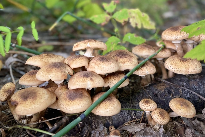 Где еще можно собрать опята? | Источник: Алена Золотухина / NGS.RU