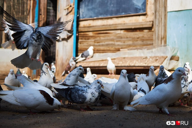 Когда ты голубь, но мечтаешь быть коршуном | Источник: Роман Данилкин / 63.RU