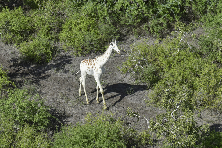 Единственный в мире белый жираф получил GPS-устройство