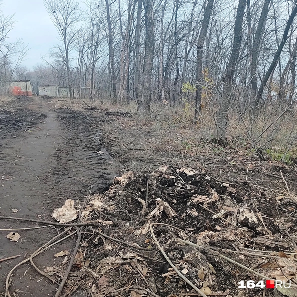 Источник: Сергей Гендин / 164.RU