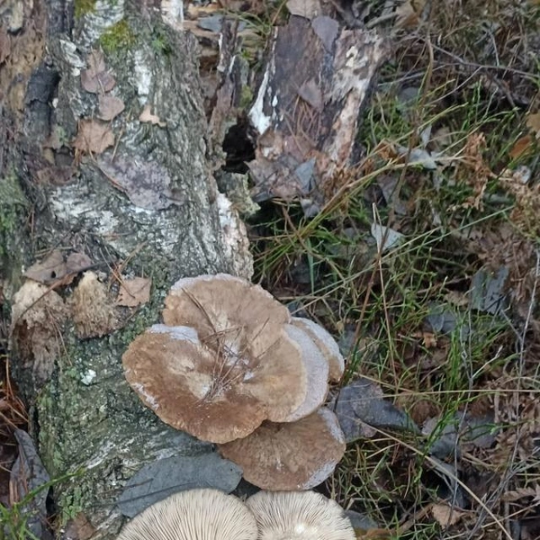 Источник: Анатолий Демидов / Грибы в Подмосковье 2025 / Vk.com