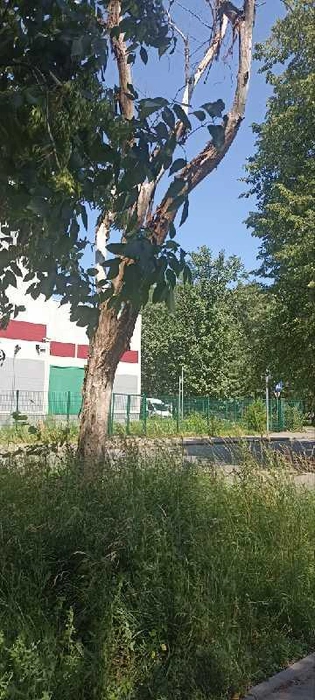 Это же дерево в 2023 году | Источник: Uslugi.tatarstan.ru