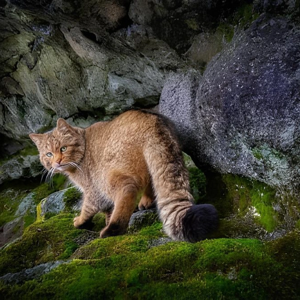 Эта фотография вошла в число финалистов конкурса Close-up Photographer of the Year 2025 | Источник: Vladimir Cech Jr / Close-up Photographer of the Year 2025