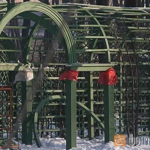 Для шпалер в немецком питомнике специально вырастили около 12,5 тысячи лип. | Источник: Михаил Огнев / «Фонтанка.ру»
