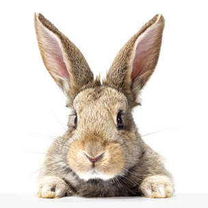Тест: Выбери кролика, а мы посоветуем классную маску для лица