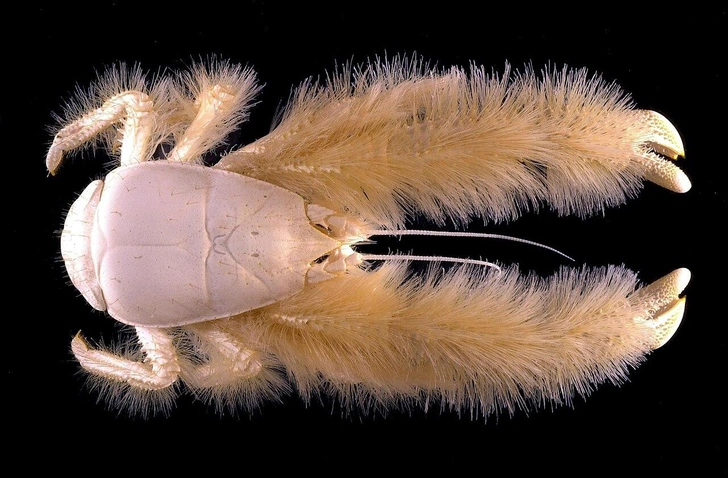 Краб-йети (Kiwa hirsuta) | Источник: Alexis Fifis, CC BY 4.0, via Wikimedia Commons