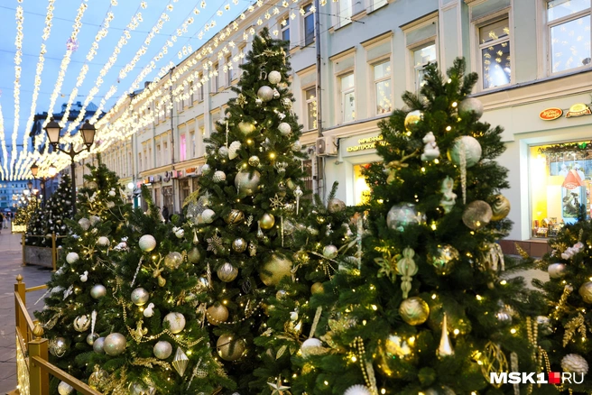 За срубленную ель можно получить не только штраф, но даже уголовку | Источник: Артем Устюжанин / MSK1.RU