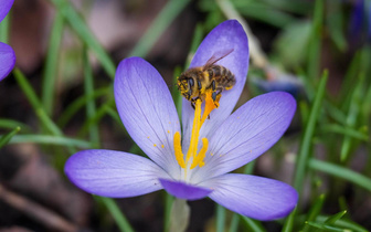 Посмотрите на танец пчел: насекомые учат друг друга этим движениям, чтобы не погибнуть