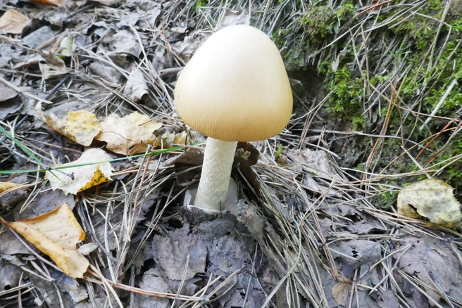 Желтеющий поплавок | Источник: Алексей Тищенко / «Грибы. Грибники Омска и Омской области» / Vk.com