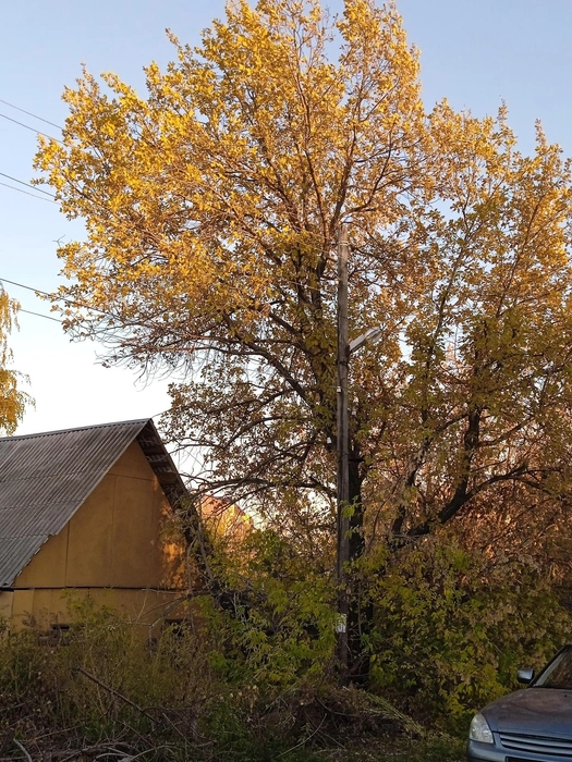 Старовозрастной дуб на улице Орловской | Источник: Юлия Кондинкина