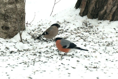 Bullfinches Visit Monrepos Park