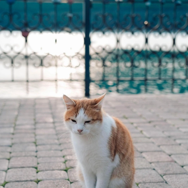 Они заселяют каждый уголок Абрау-Дюрсо: выходят встречать гостей кафе и ресторанов… | Источник: Марина Тюляева