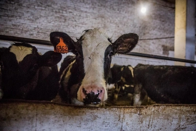 Карантин из-за бешенства в Усть-Таркском районе Новосибирской области