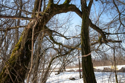Don residents react to plans for greening restoration after dust storms