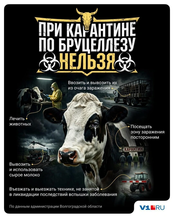 Источник: Полина Авдошина / V1.RU