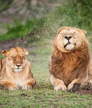 Самые смешные фото животных в дикой природе за 2025 год — победители комедийного конкурса Nikon Comedy Wildlife Awards