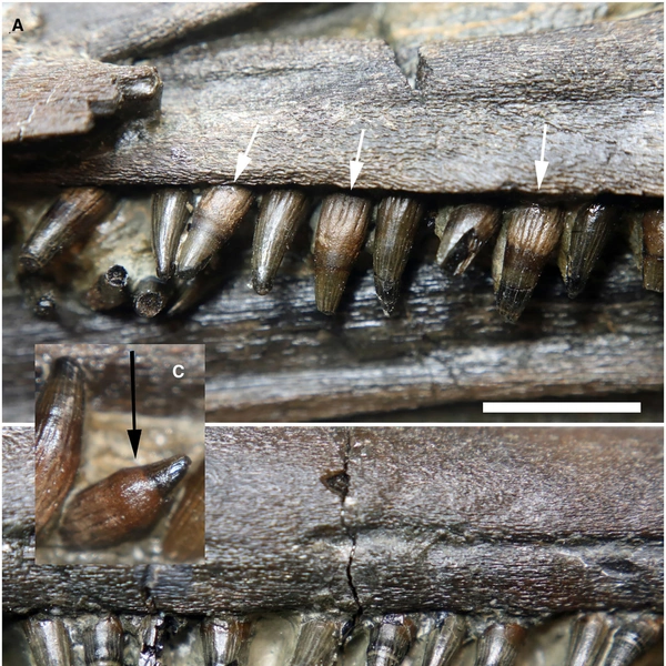 Источник: Papers in Paleontology