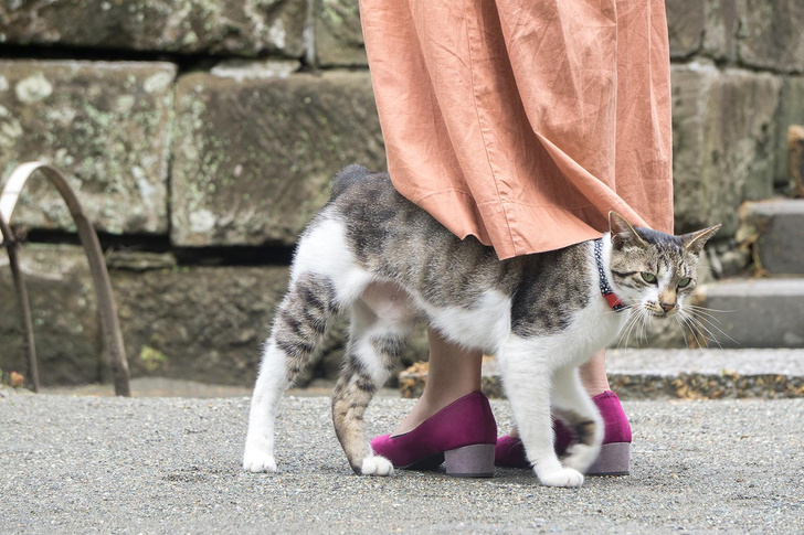 Тайный язык животных: зачем кошки трутся об ноги своего хозяина