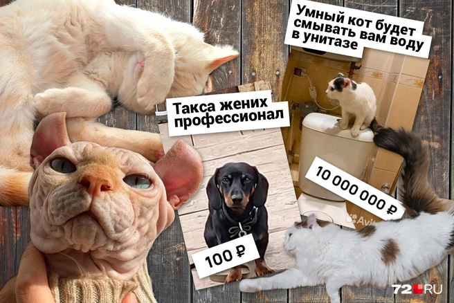 Готовы раскошелиться? | Источник: Дмитрий Гладышев / Городские медиа