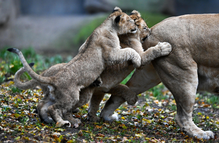 Львята донимают мать в зоопарке Лейпцига