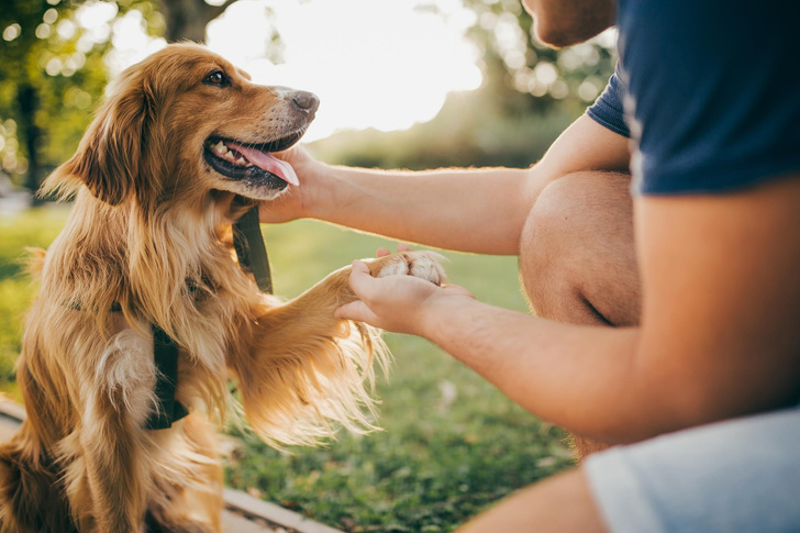 «Гав» вместо «спасибо»: 10 вкусняшек и прочих мимишностей для любимых собак