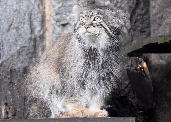 Манул Тимофей из Московского зоопарка не может найти партнершу: в российских зоопарках живут его родственники, а зарубежные отказывают предоставлять своих самок | Источник: Московский зоопарк, кадр видео