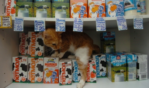 В петербургских супермаркетах нашли еще две марки поддельного молока