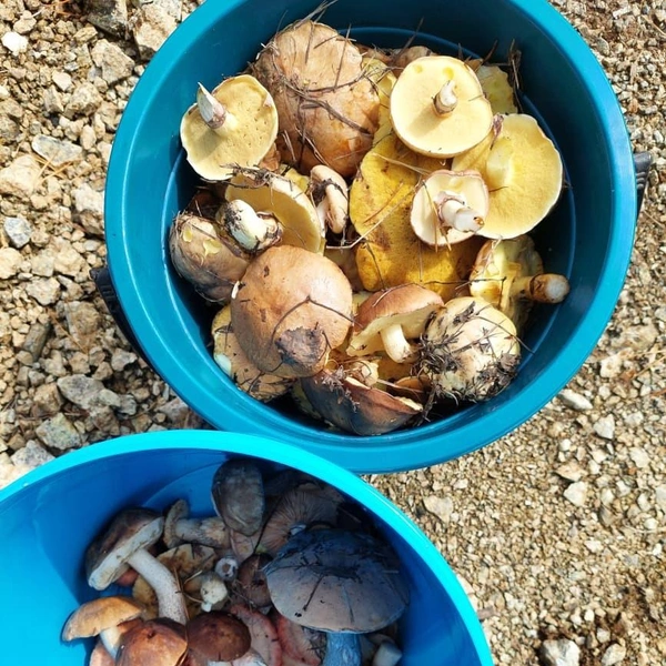 Источник: Дары лесов Урала. Грибы Екатеринбурга и области / Vk.com