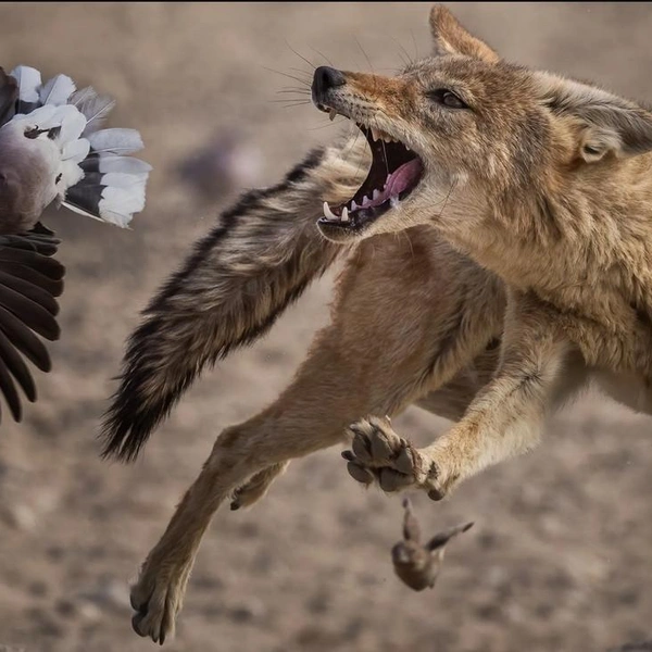 Финалист в номинации «Поведение млекопитающих» | Источник: Willie van Schalkwyk / Wildlife Photographer of the Year 2025