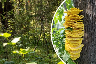 «Напоминает куриное мясо»: миколог о грибе из ярославского леса