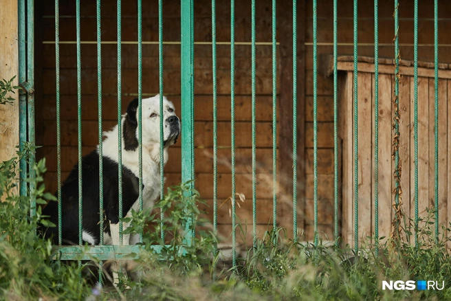 Многие считают, что ответственность лежит на людях | Источник: Александр Ощепков / NGS.RU