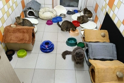 Tomsk Volunteers Save 25 Cats from Neglected House