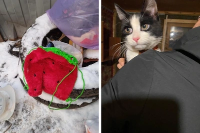 Teenage Cat Abandoned in Trash in Arkhangelsk