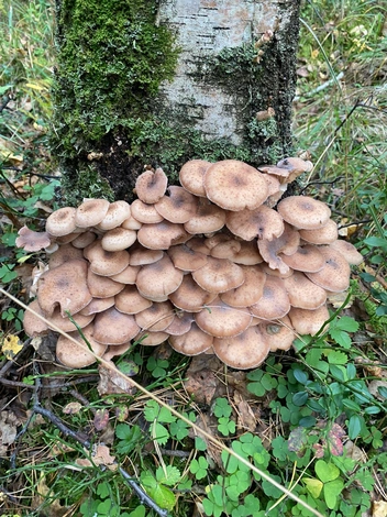 Источник: «Уральский ЯжеГрибник» / Vk.com