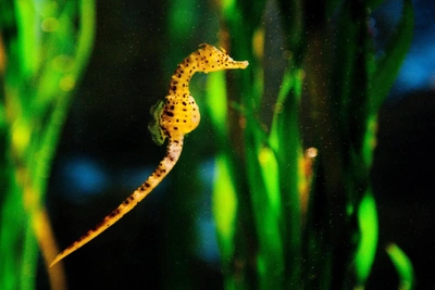 10 Amazing Facts About Seahorses