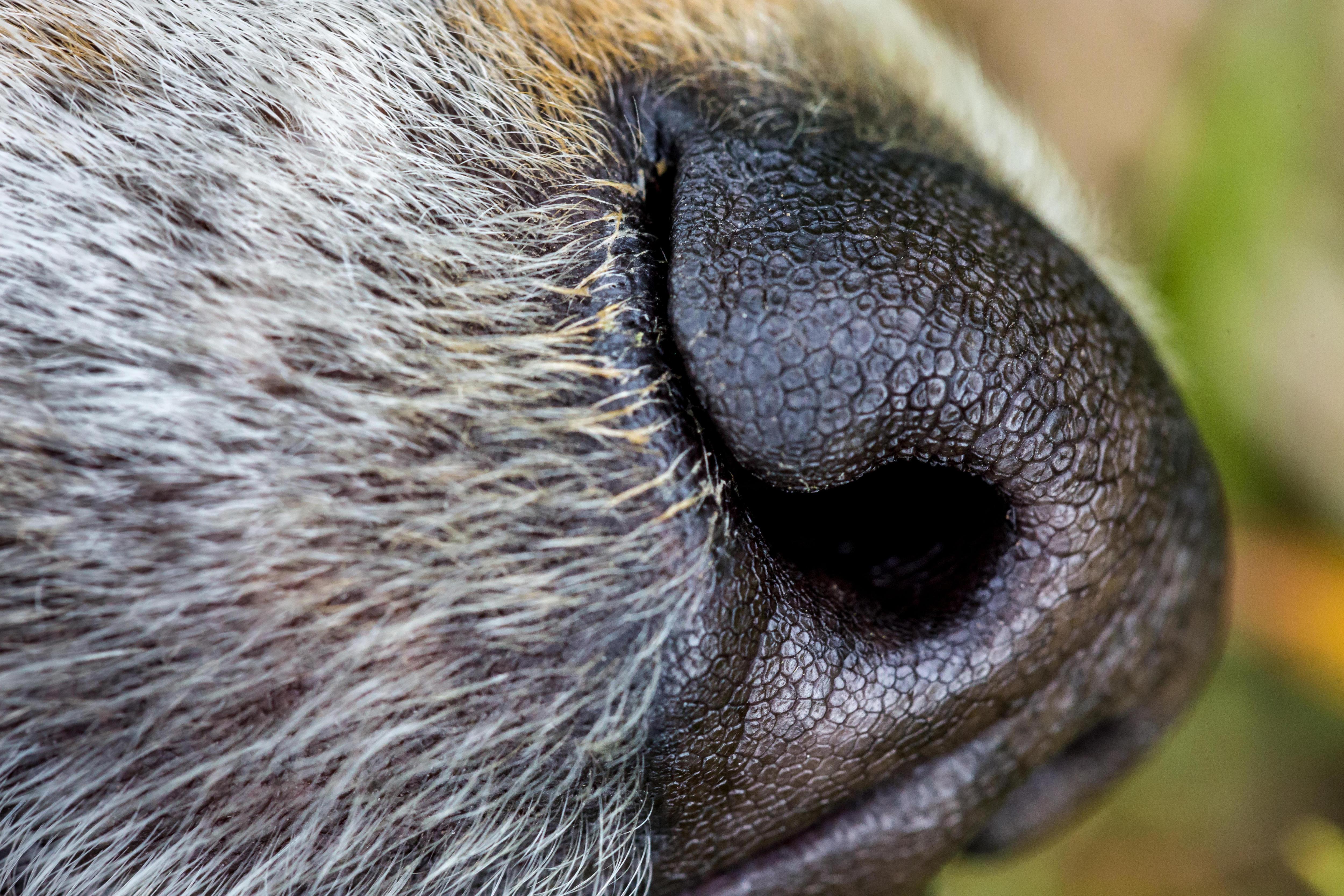 Почему у собаки мокрый нос. Текстура носа собаки. Мокрый нос собаки. Собачий нос Макросъемка. Собачий нос крупным планом обои.