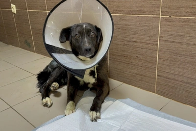 Госавтоинспекторы Орла пристроили спасенную собаку