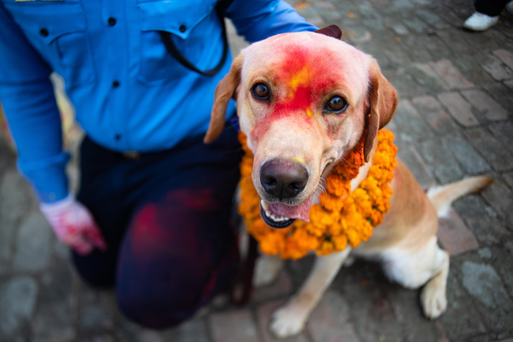 В Непале проходит фестиваль огней и животных
