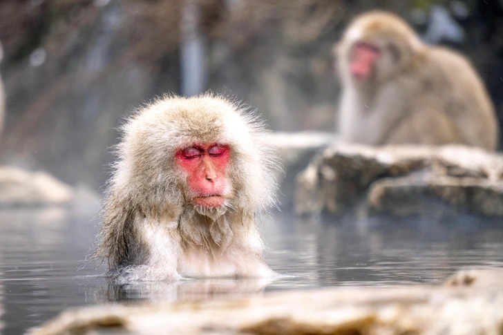 Обезьяны, которые познали дзен: как обожающие горячие ванны японские макаки покорили мир и где их найти | Источник: Byjeng/Shutterstock/Fotodom.ru