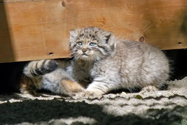 Котенок достаточно смел | Источник: Дмитрий Находов / Новосибирский зоопарк