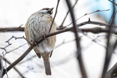 В Приморье 14 января ожидаются морозы до -37 °C и сильный ветер