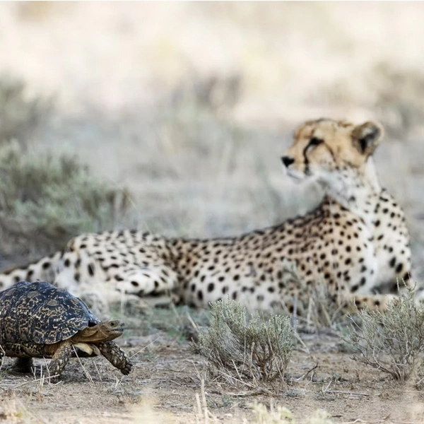 Источник: Thomas Dressler / The Artist Gallery Awards&nbsp;— Wildlife 2024