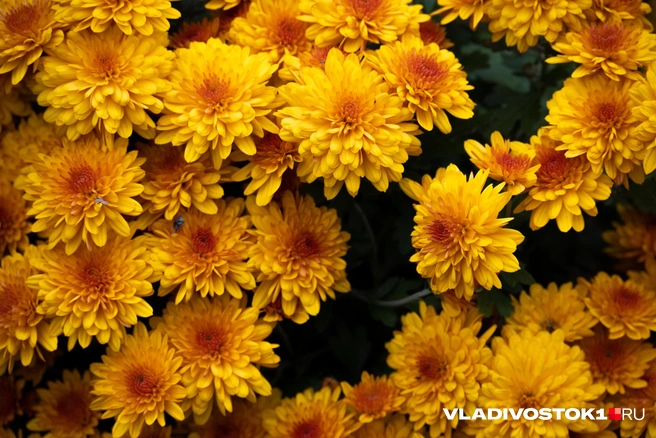 Источник: Елена Буйвол / VLADIVOSTOK1.RU