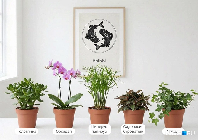 Творческие и спокойные Рыбы, имеющие превосходный вкус, любят наводить красоту в доме и могут устроить целый сад на подоконнике | Источник: Юрий Орлов / Городские медиа