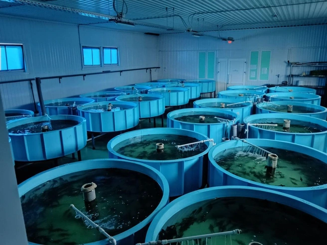 Мальки живут в таких бассейнах | Источник: ферма «ДоброFish»